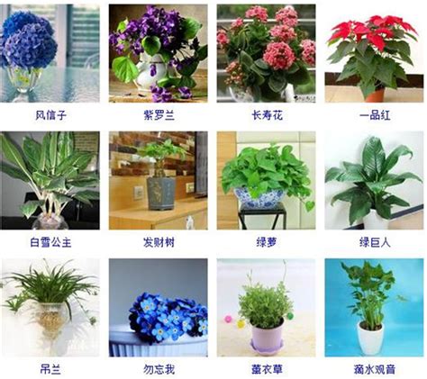 室内植物名称|25 种经典的室内植物